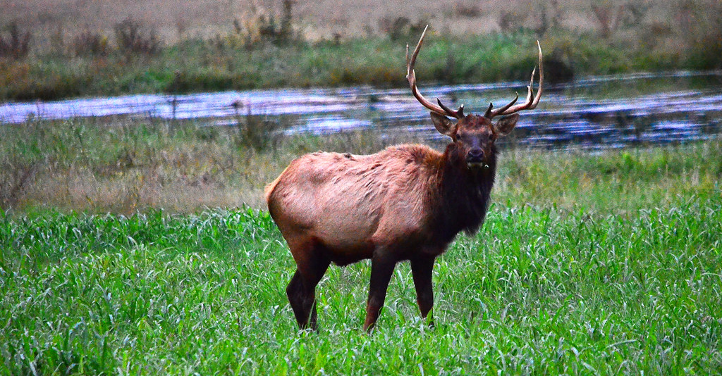 Elk in Boxley Valley I made a trip to Boxley Valley in the… Flickr