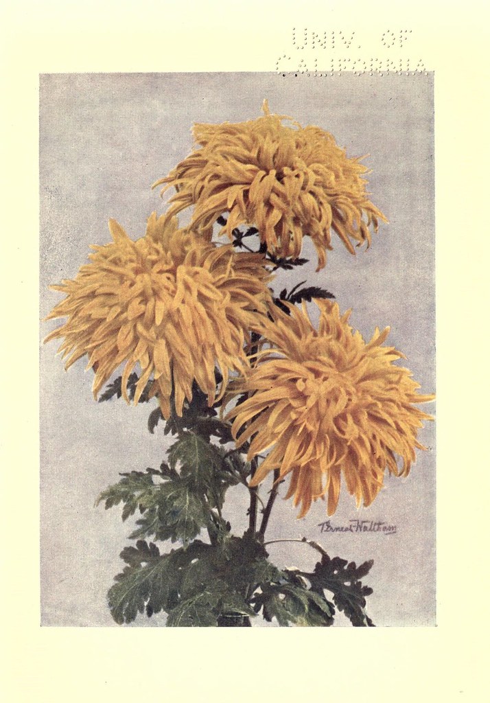 n136_w1150 Chrysanthemums /. New York Frederick A. Stokes… Flickr