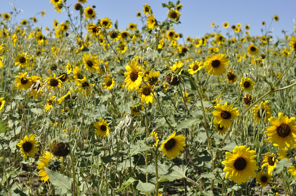 Wild Sunflowers Photographed in a weedinfested field, in … Flickr
