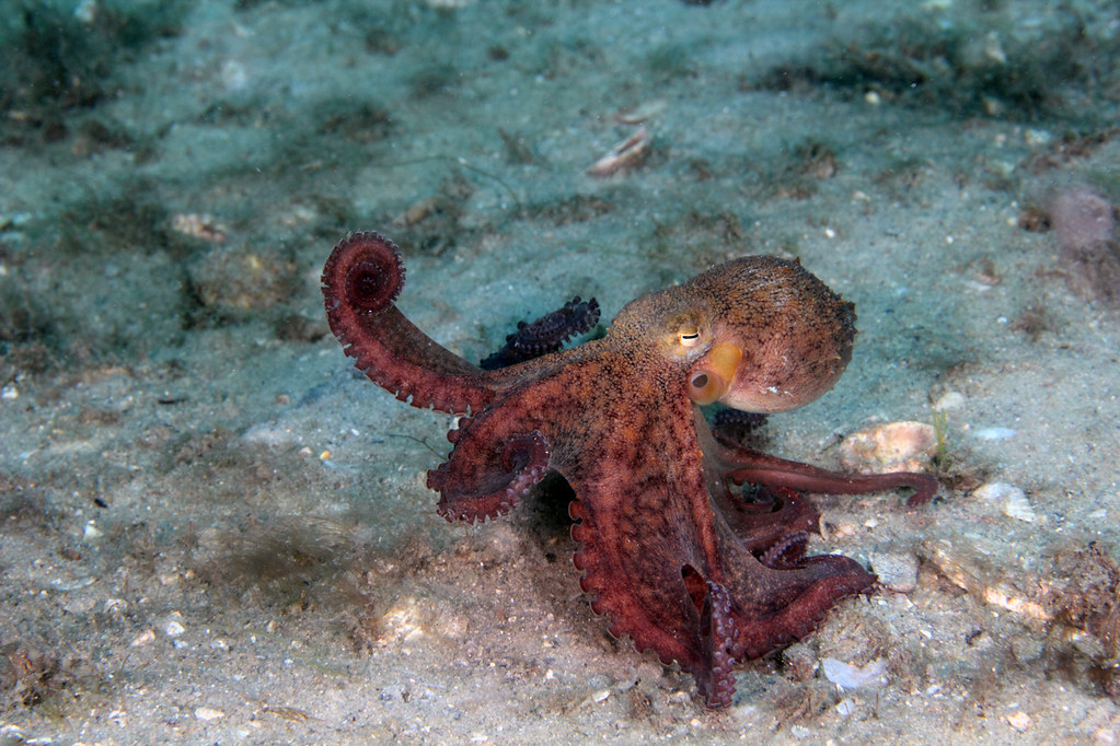 IMG_1744wa Common Octopus (Octopus vulgaris) Common Octopu… Flickr