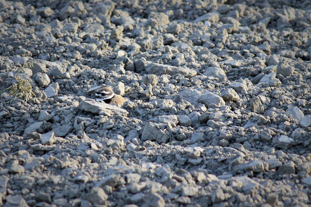 010 inconspicuous Killdeer dino hunt 2012 Flickr