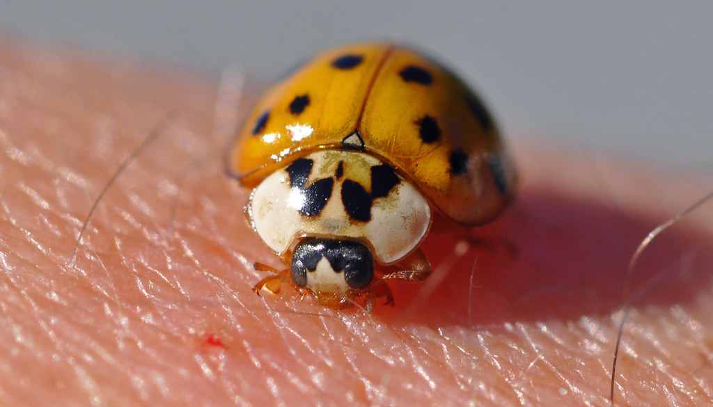 Lady Bugs Bit Human This Lady Bug landed on my wife's arm … Flickr