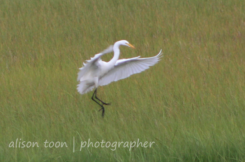 Long Island big birds Herons, egrets, ibis Mastic Beach w… Flickr