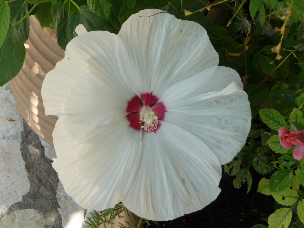 P1130390 saccharine smile Flickr