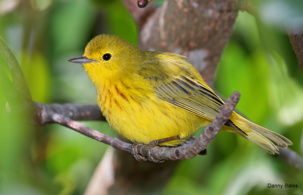GOLDENYELLOW WARBLER (CUBAN WARBLER) This is the non migr… Flickr