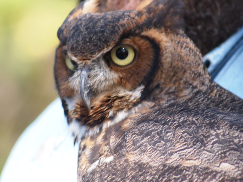 Mowgli the Great Horned Owl Indiana Raptor Center presenta… Flickr