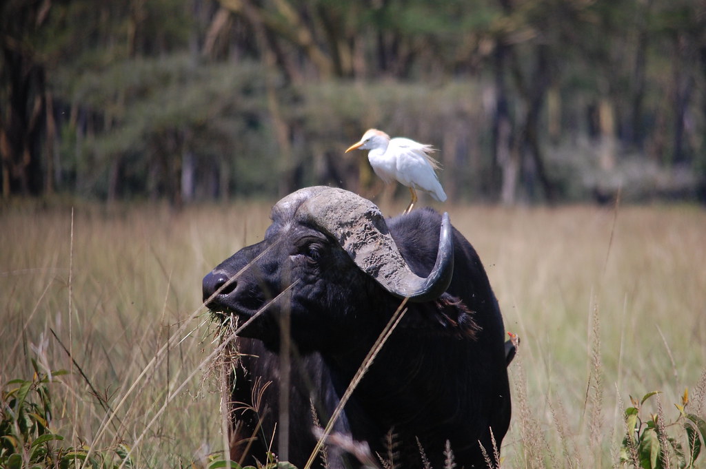 Water buffalo with cattle egret Lake Nakuru NP Katie Hunt Flickr