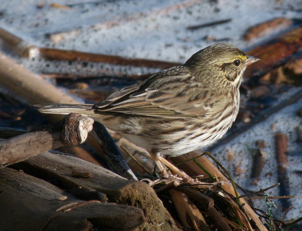 Savannah SYRE 2 Savannah Sparrow, Ocean Park Lompoc