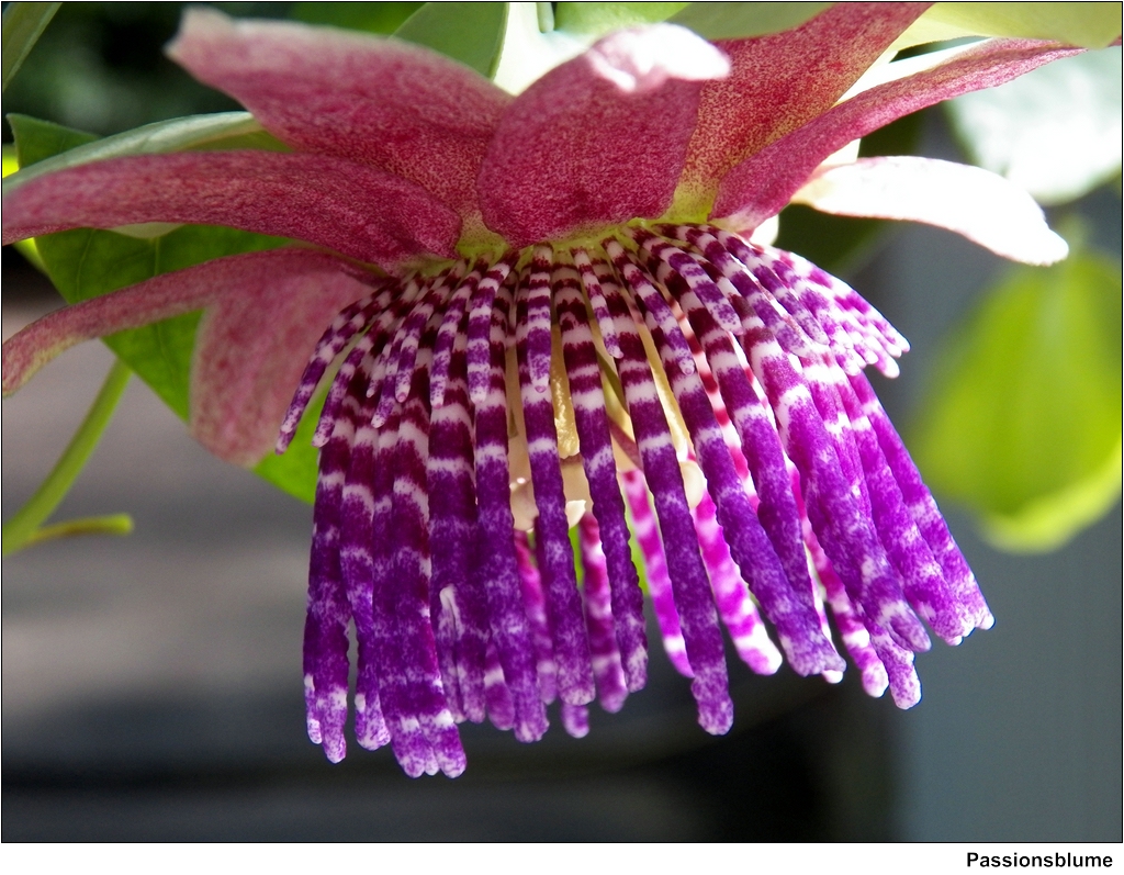 Passionsblume / Passion flower Eine besondere Art der Pass… Flickr