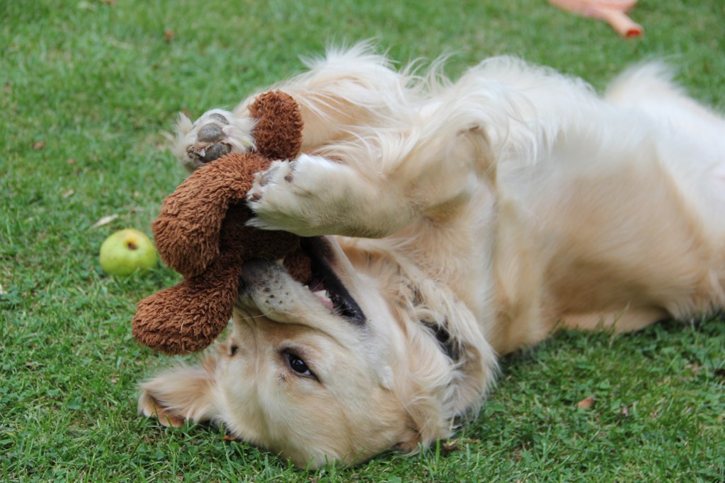 Dog playing with toy bear Simon Andrews Flickr
