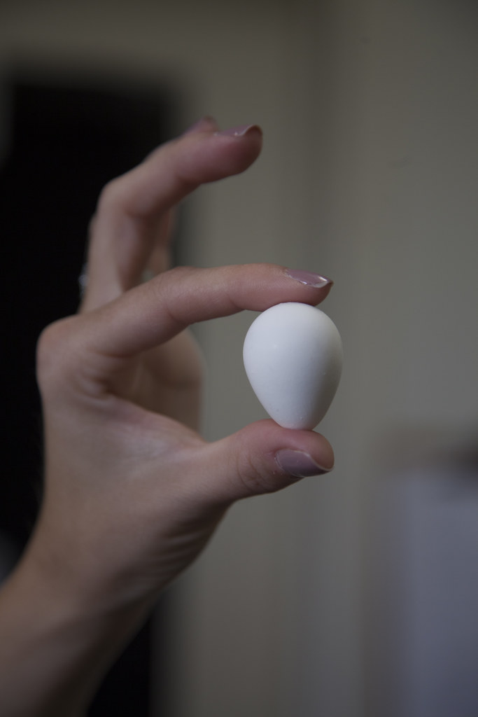 Bobwhite quail chicks model preterm infant development Flickr