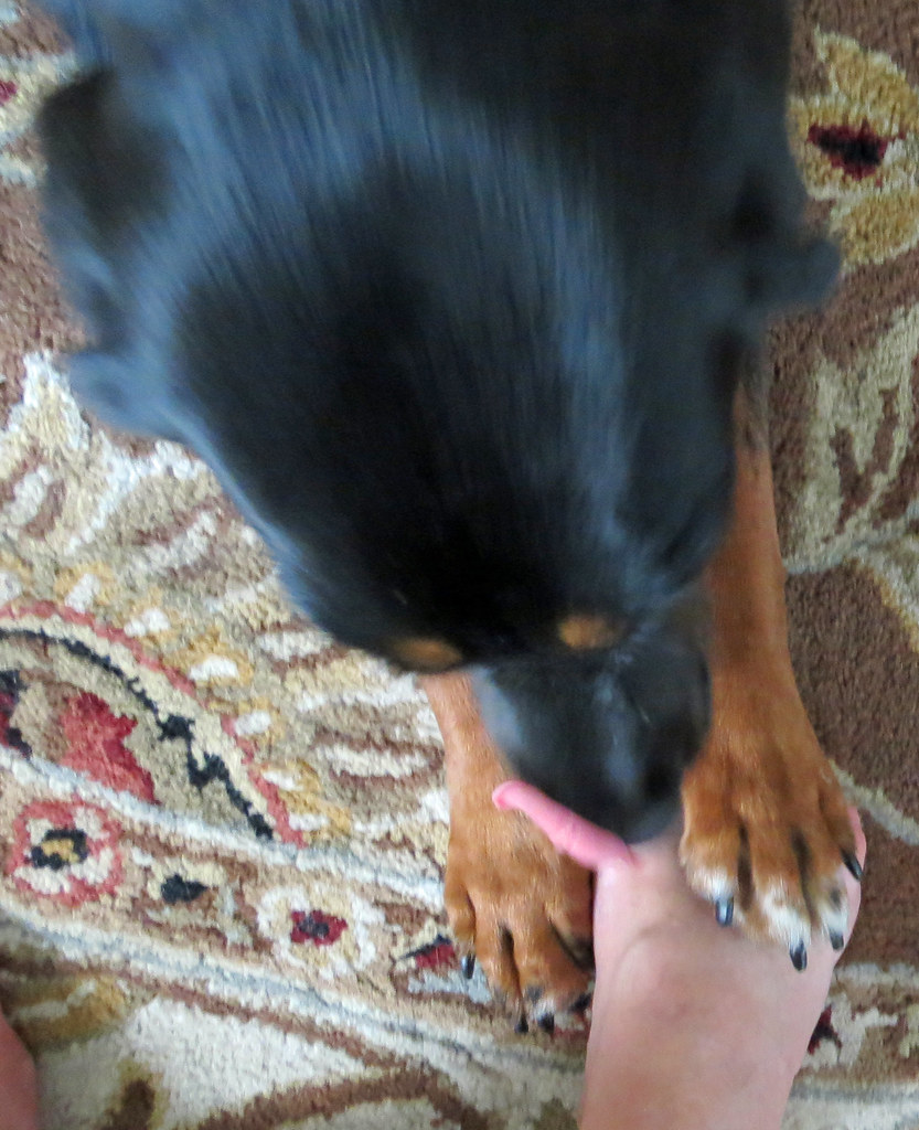 Earning Her Keep Layla keeps my feet very clean. NatalieMaynor Flickr