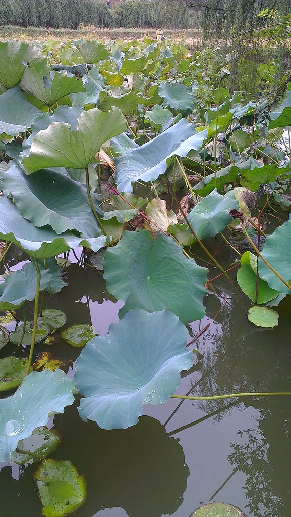 Mao Zedong's House Mao Zedong's House Ivan Rumi Flickr