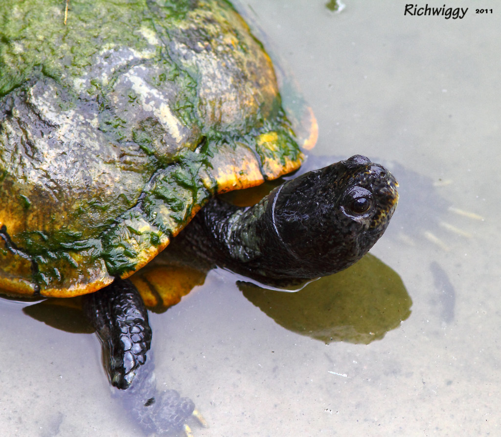yellow bellied slider turtle IMG_5408 Richard Wignall Flickr