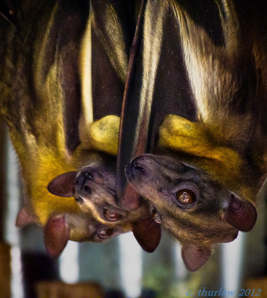 StrawColored Fruit Bats African bat at Brevard Zoo, Flori… Flickr
