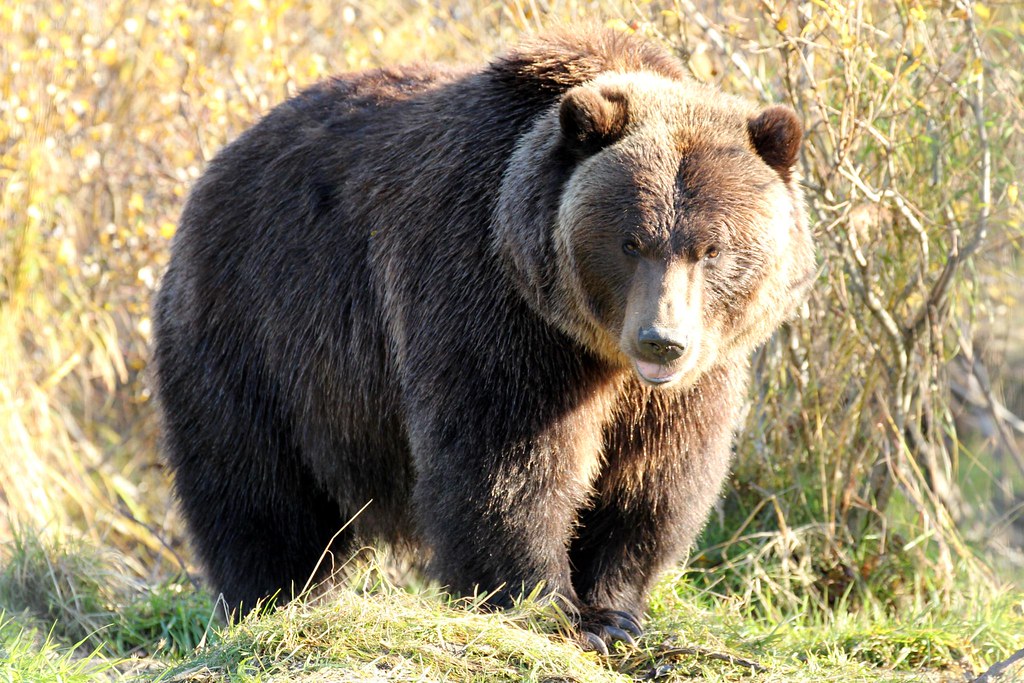 Grizzly Bear Alaska Wildlife Conservation Center near An… Flickr