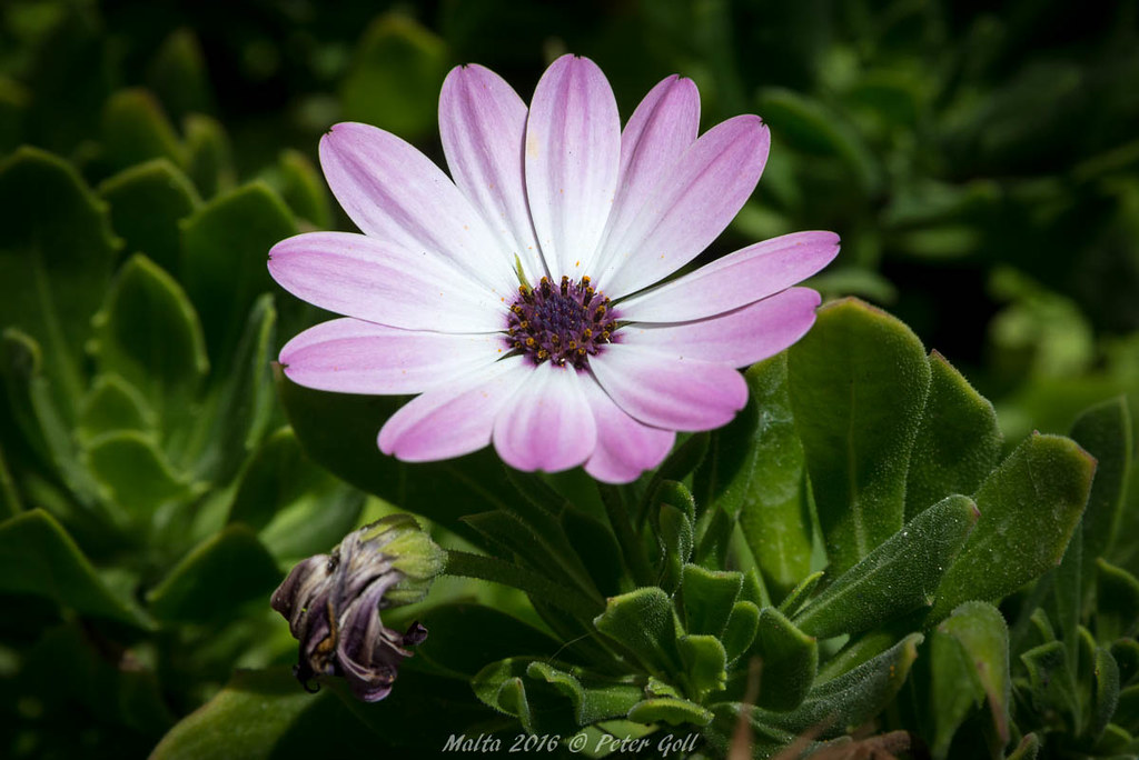 Malta Flower Lower Barrakka Gardens 20160527Urla9665 Peter Goll