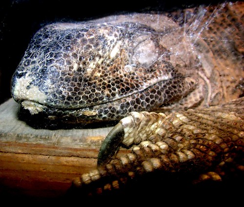 Sleepy lizard "Dozer" sleeping. He's a Black throat monito… Flickr