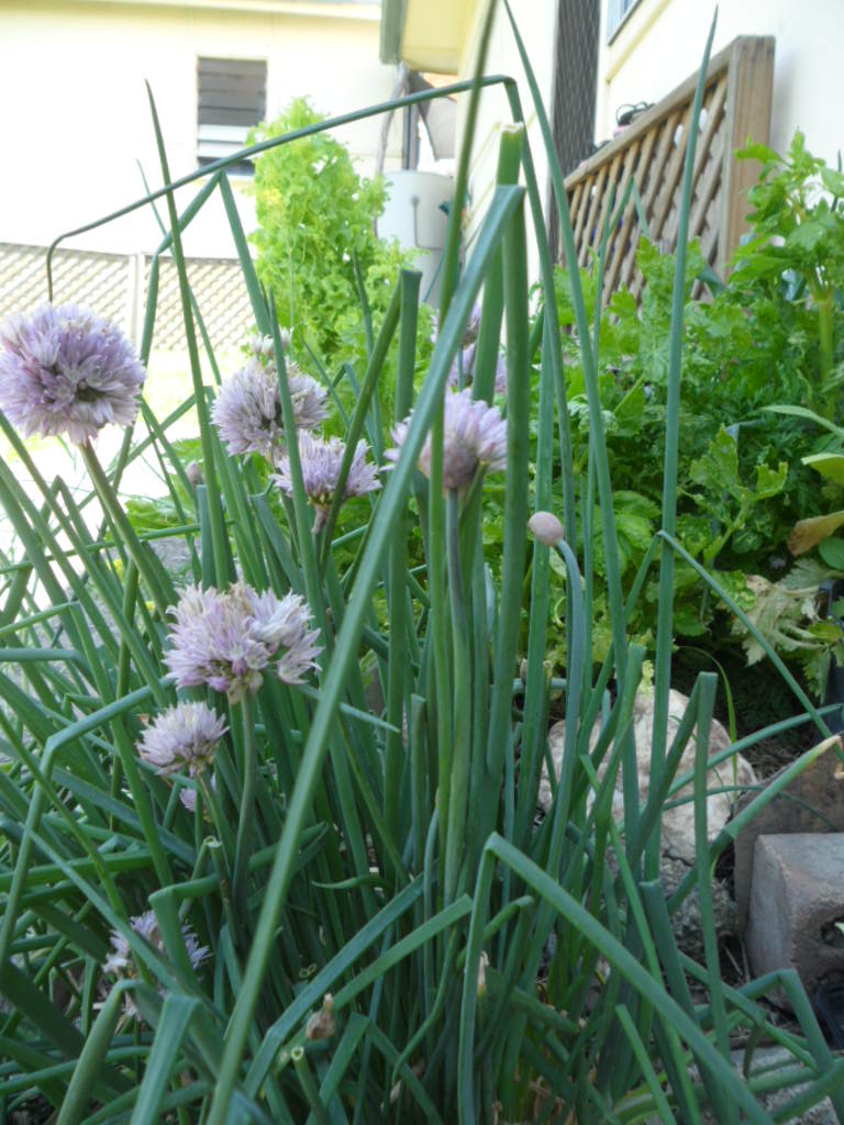 SAM 6803 My Chives in Flower The chive (Allium schoenopras… Flickr