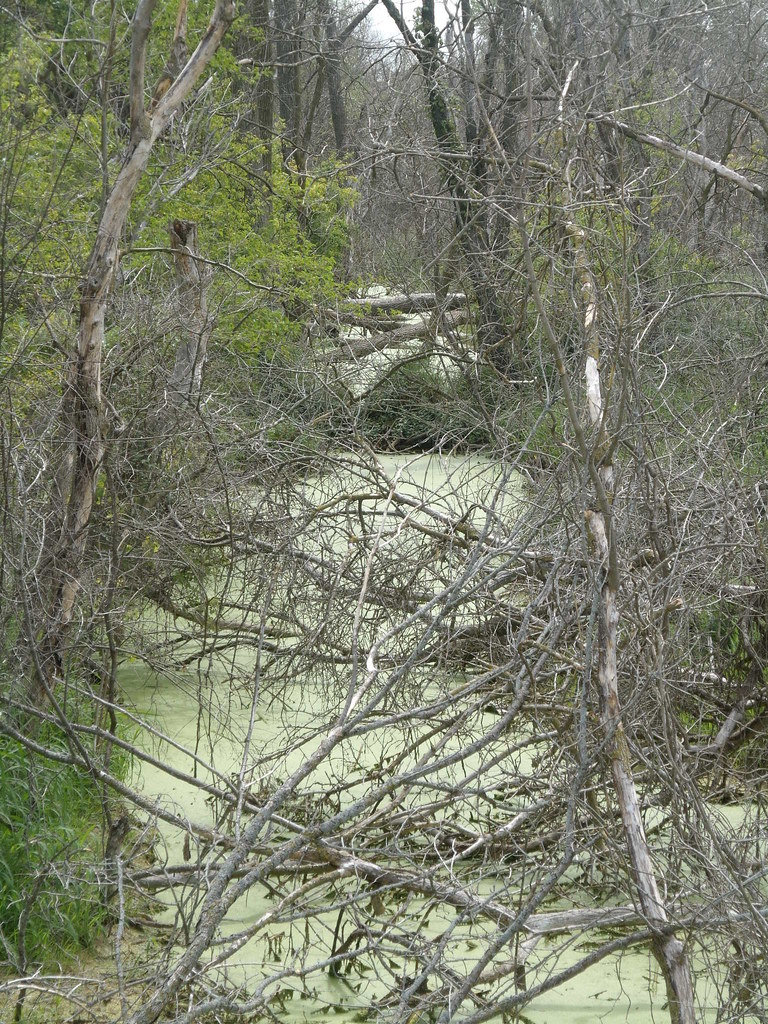 Otter Creek Walk, Elgin Il Great angle...and more green! Flickr