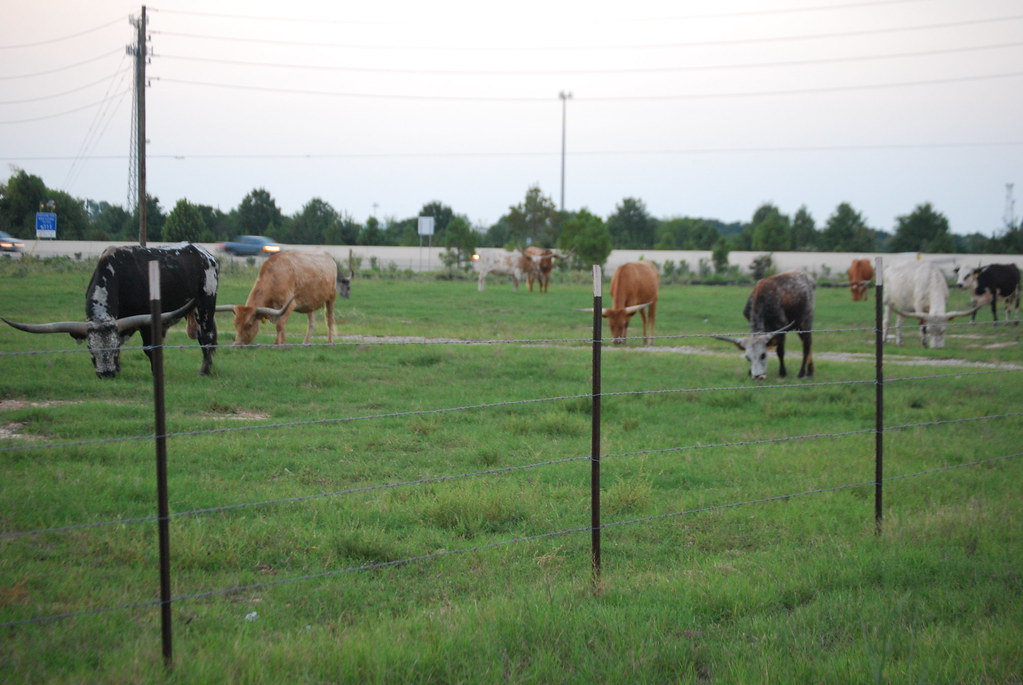 Longhorns_ Longhorn Ranch, Katy, Texas Gasper Mir IV Flickr