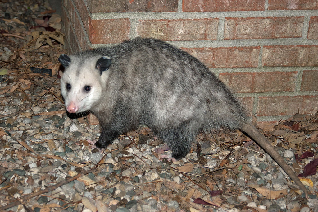 A Giant Sewer Rat? No, just a regular run of the mill opos… B Haist