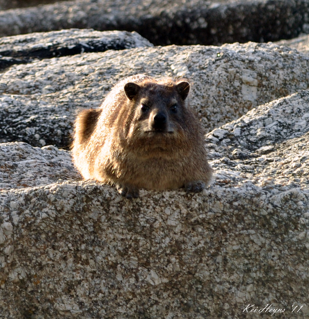 Procavia capensis Rock Dassie Kei Heyns Flickr