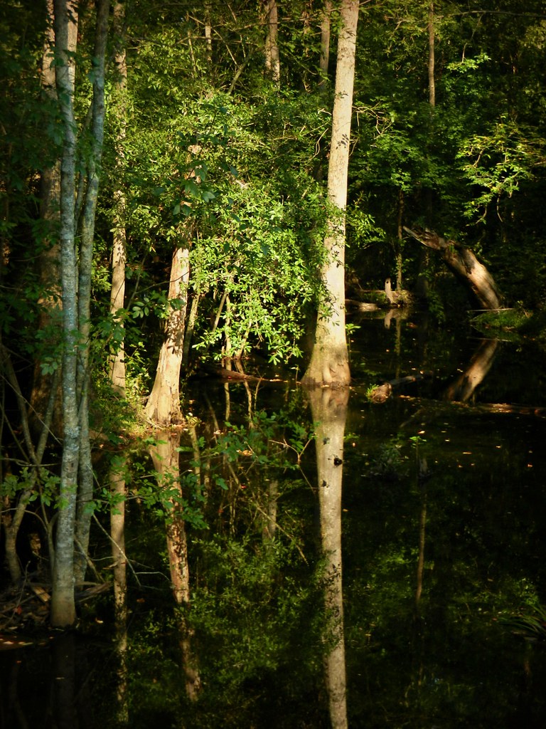 Late Afternoon Sun on Otter Creek Near Crisp, C… Flickr
