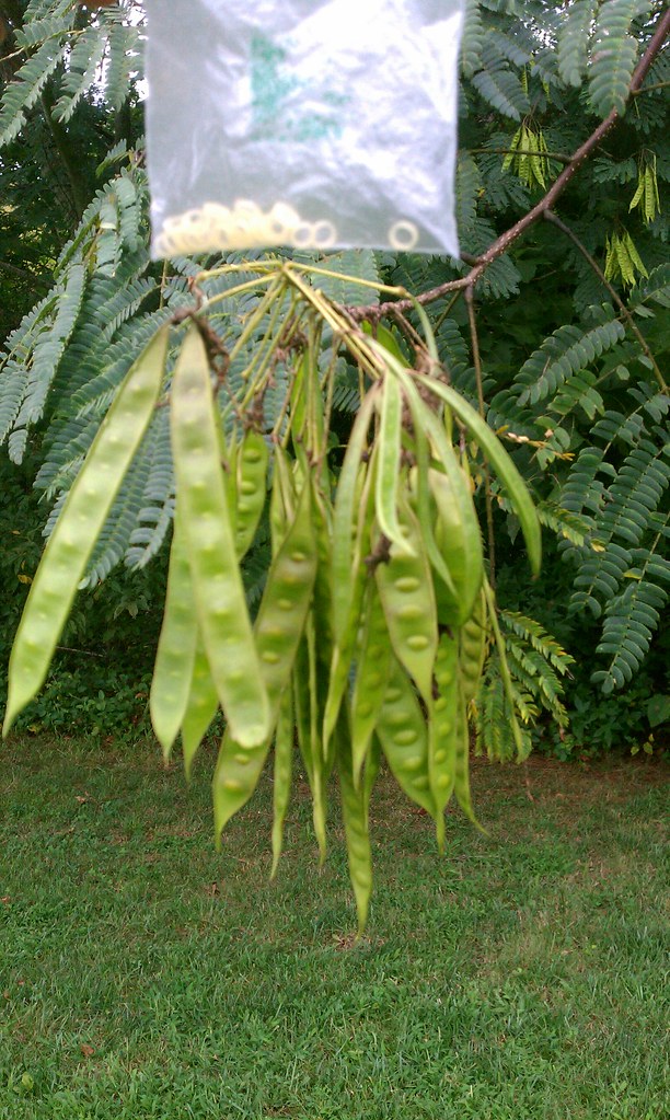 Dry Fruit with Seed A fruit is a ripened ovary of a flower… Flickr