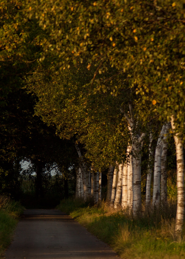 Birch Row (20120830) Pentacon 200mm F/4 M42 Lens Flickr
