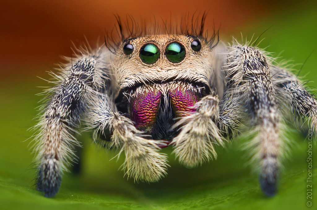 Female Jumping Spider Phidippus regius Florida Flickr