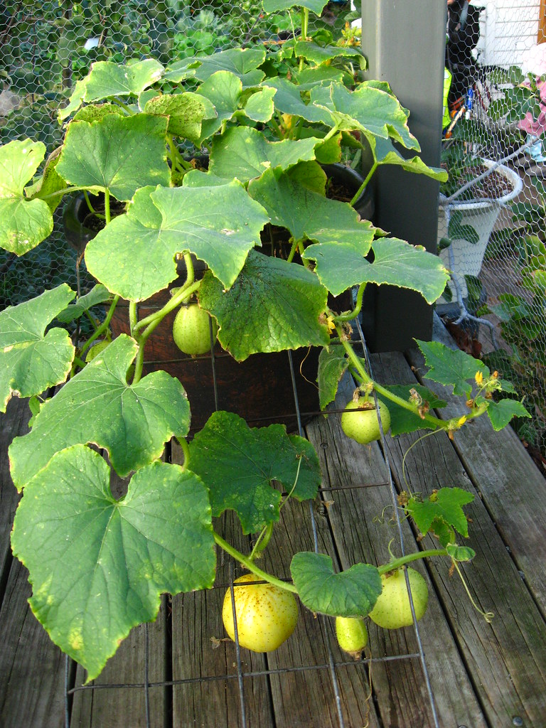 Cucumbers Crystal apple cucumbers growing in a 40cm pot jonahtheg