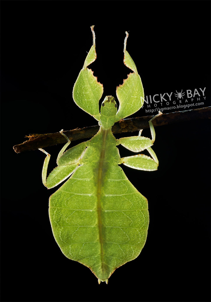 Gray's Leaf Insect (Phyllium sp.) DSC_5061 sgmacro.blogs… Flickr