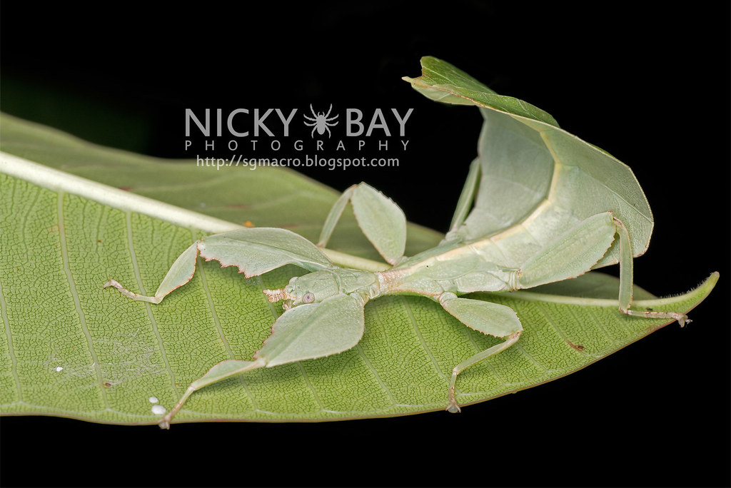 Gray's Leaf Insect (Phyllium bioculatum) DSC_4961 Flickr