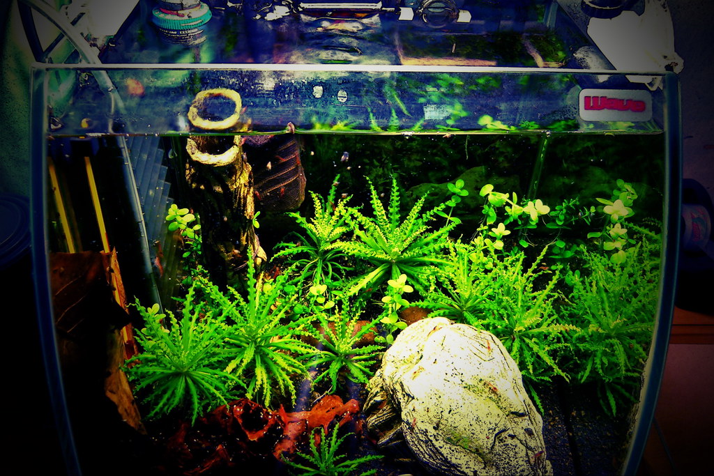 Nano Aquarium Pflanzen mal wieder gestutzt, und seid der