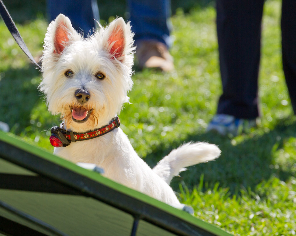 Westie 3 Pictures from the Westie Rescue Event at Dogz Try… Flickr