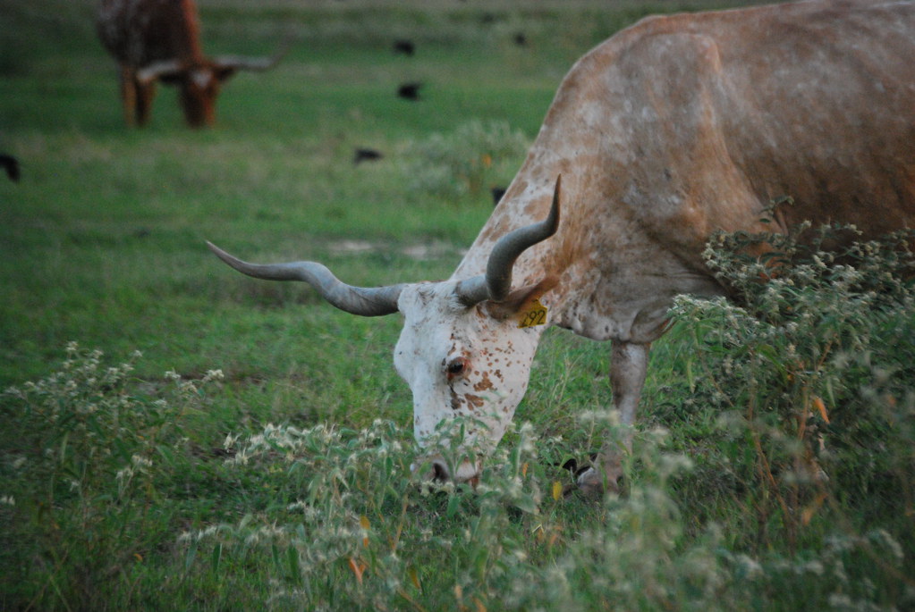 Longhorns_ Longhorn Ranch, Katy, Texas Gasper Mir IV Flickr