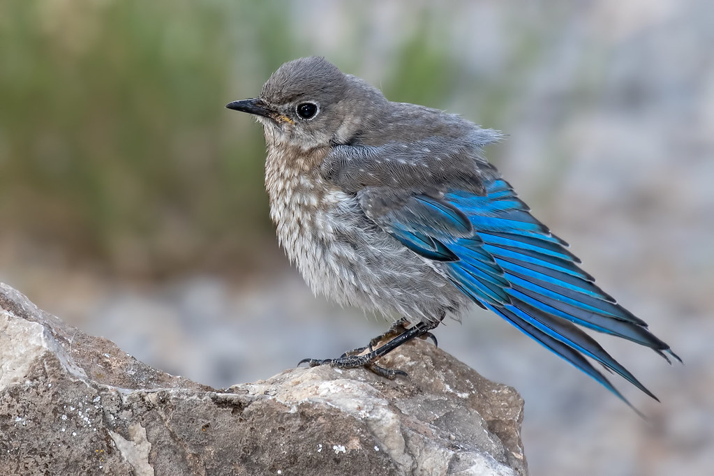 MountainBluebirdChick17D2070318 RV John Flickr