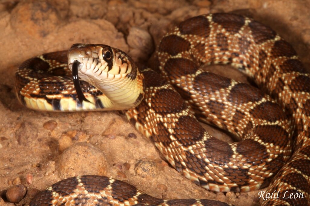 Hemorrhois hippocrepis, juvenil Culebra de herradura Horseshoe whip