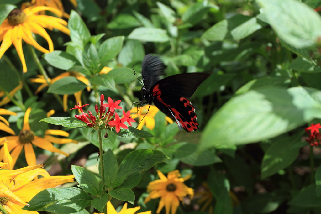 IMG_0213 Butterfly Exhibition in Chicago Botanic Garden. Xuanfan
