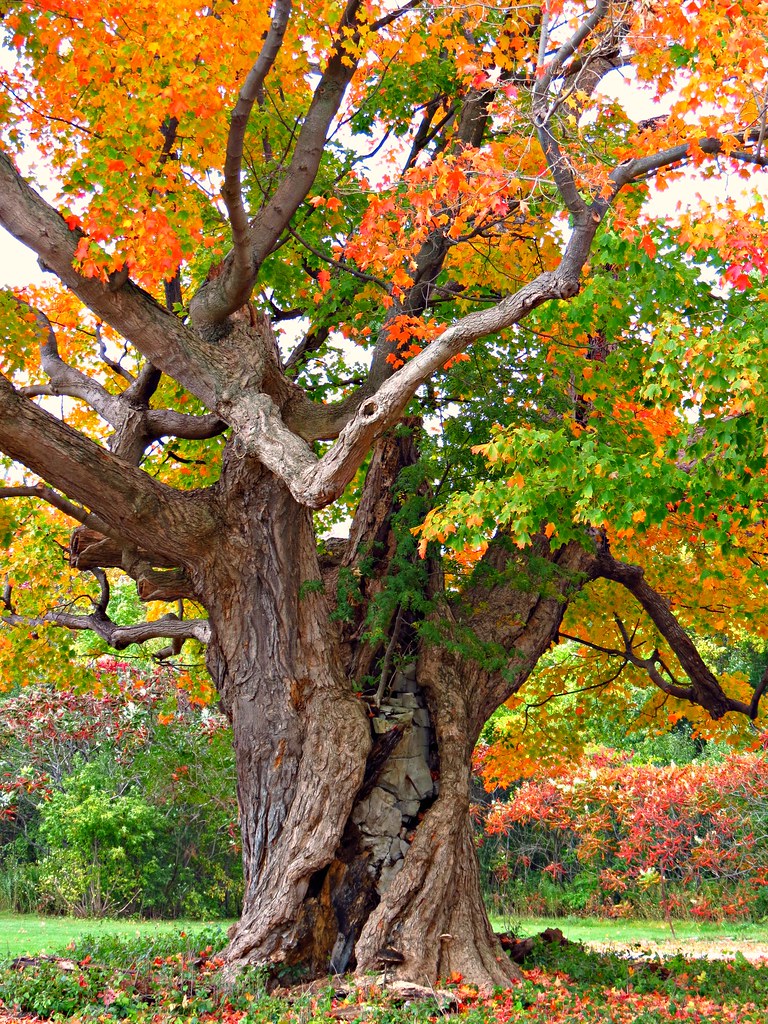 The Briars Resort, Jackson Point, ON Snuffy Flickr