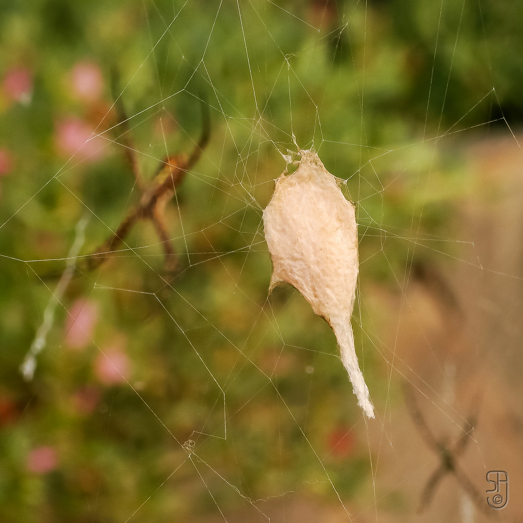 Egg sack of Banded Garden Spider00253.jpg Egg sac of the … Flickr