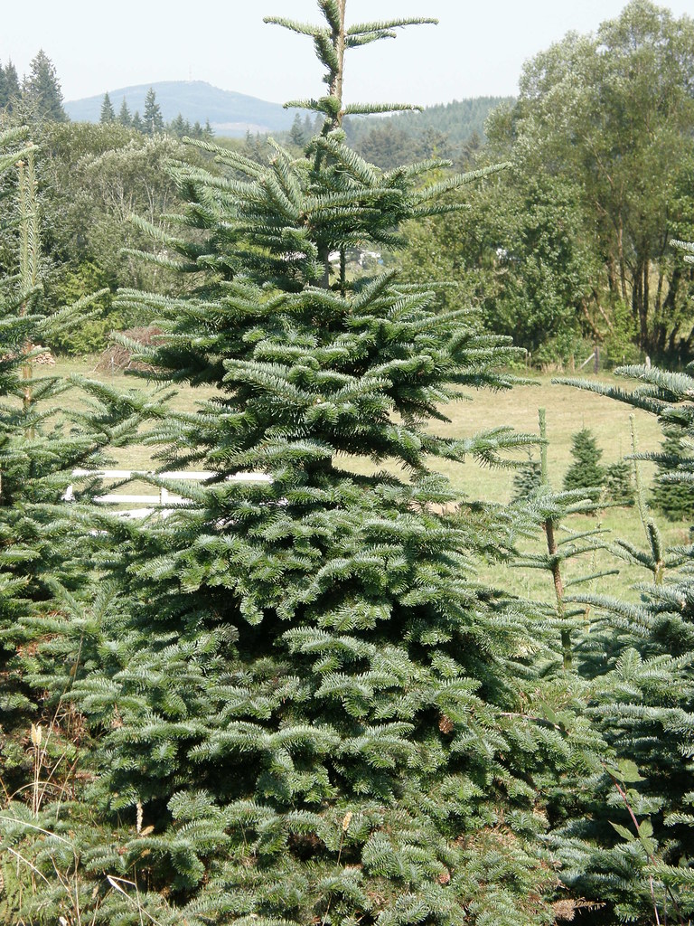 Christmas Noble Fir Trees Noble Fir Christmas Trees Flickr