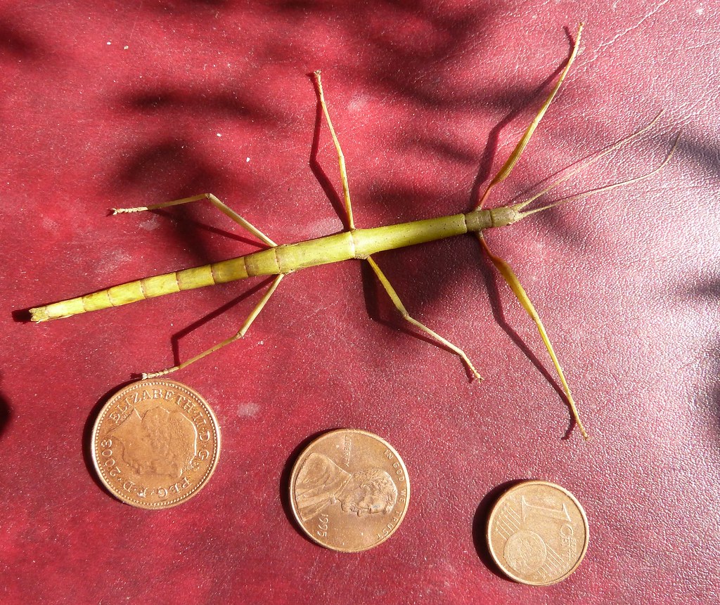 Dead Stick Insect Not at maximum size. A UK penny, US Cent… Flickr