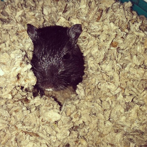 cheeto Gerbil gerbils pet pets rodent rodents blac… Flickr