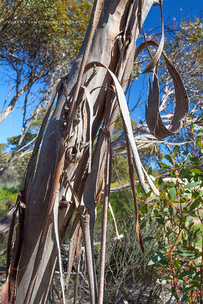 Eucalyptus gum tree shedding bark, Australia Eucalyptus gu… Flickr