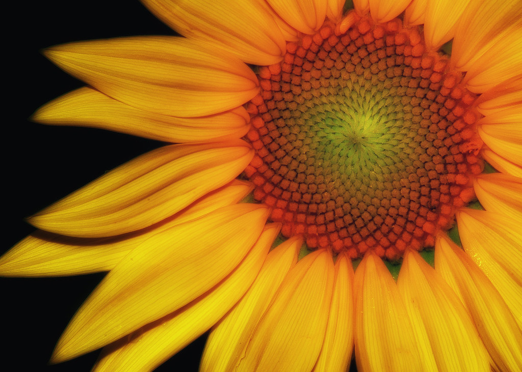 sunny skies Sunflower fields near Yellow Springs,Ohio SleepingBear