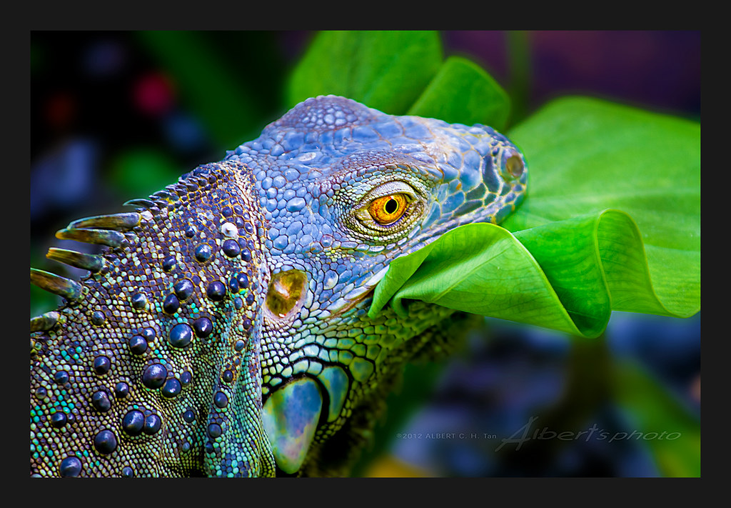 Green Iguana Despite their name, Green Iguanas can come