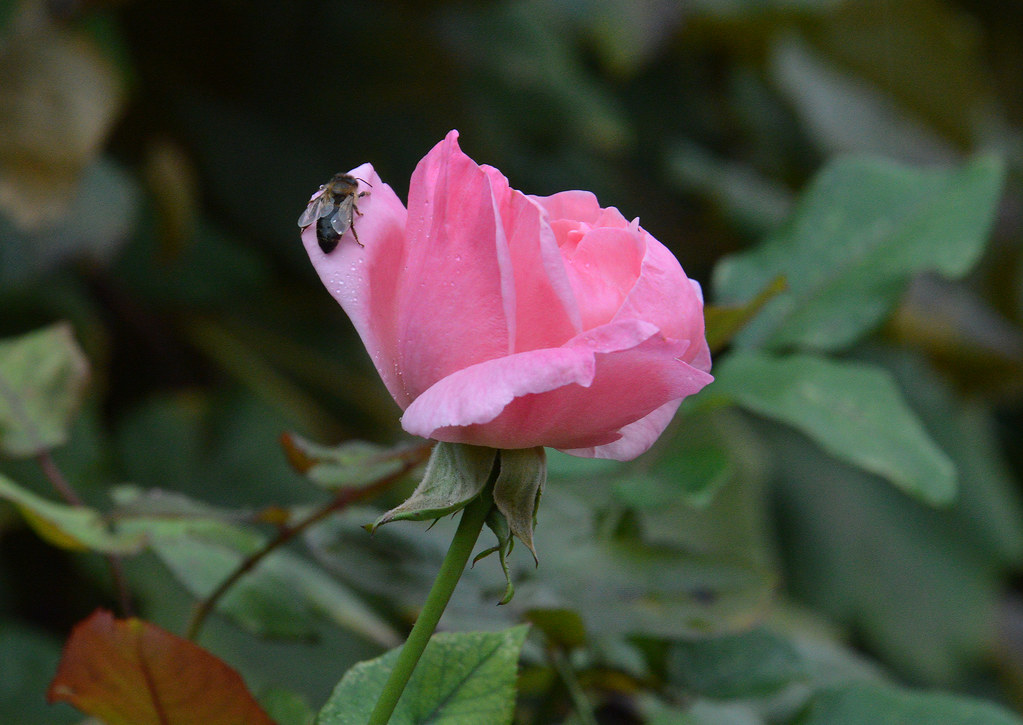 Rose is a rose is a rose is a rose Rose is a rose is a ros… Flickr