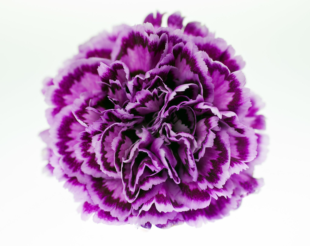 Purple Carnation Closeup Closeup macro of a purple carna… Flickr